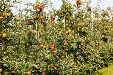 Olgun elma hasat bir sürü meyve ağaçları ile yaklaşıyor,