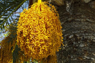 Hala bir palmiye ağacı üzerinde yetişen meyveler,-ebilmek var olmak seen yakınından kadar