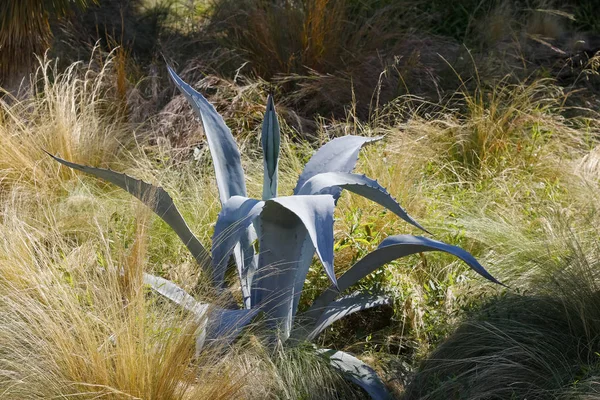 Agave Växt Kan Ses Bland Gräs — Stockfoto