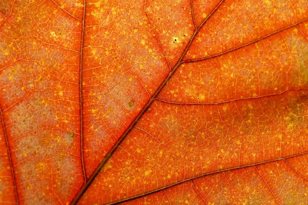 Backlit Colored Leaf Shows Details Its Structure — Stock Photo, Image