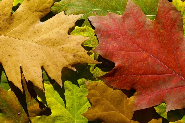 Background Created Colored Autumnal Leaves — Stock Photo, Image