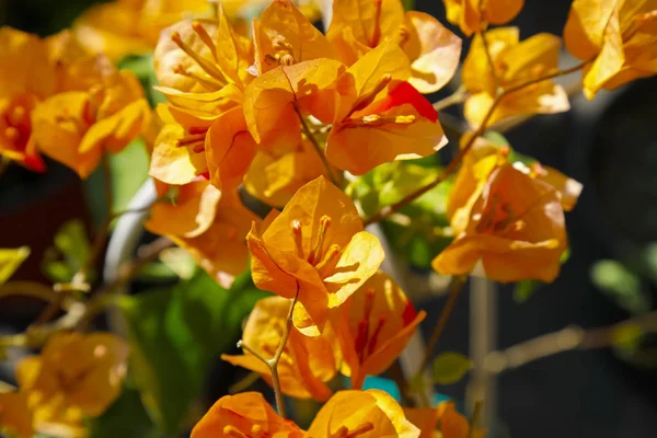 Barevné Květy Vytváří Přirozené Květinové Pozadí — Stock fotografie