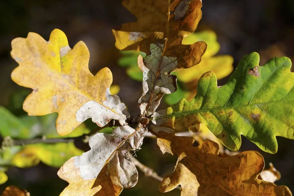 Oak Twig Autumn Leaves Which Change Colors — Stock Photo, Image