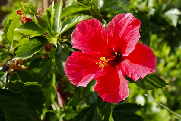 Κόκκινος Ιβίσκος Λουλούδι Πράσινο Φυσικό Υπόβαθρο Μπορεί Δει Ένα Κήπο — Φωτογραφία Αρχείου