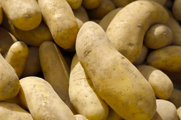 Сира Картопля Великих Кількостях Виставлена Продаж Ринку Фермерів — стокове фото
