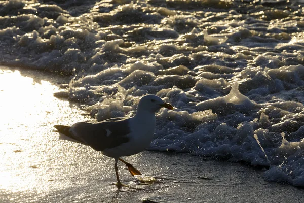 Lonely Seagull Beach Wave Evening Poland Kolobrzeg — Stock Photo, Image