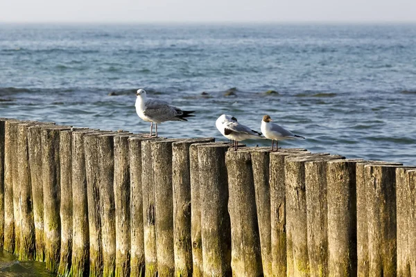 Baltic Coast Seagulls Sat Wooden Breakwater Kolobrzeg Poland — Stock Photo, Image