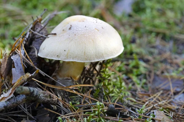 Wild Mushroom Grows Its Natural Place Visible Forest — Stock Photo, Image