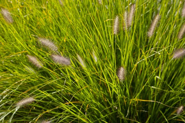 Přirozené Kytice Divokých Trávy Jsou Květy — Stock fotografie