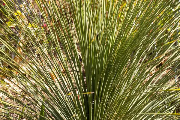 Naturliga Bukett Vilda Gräs — Stockfoto