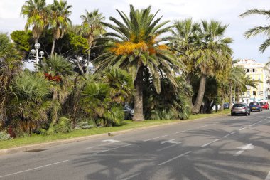 Nice, Fransa - 17 Eylül 2018: İki yönlü bir sokak lushly palmiye ağaçları büyüyen tarafından ayrılır. Birkaç araba kırmızı ışık önünde durdu. Akdeniz boyunca gereğidir.