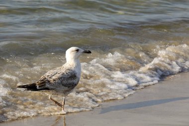 Baltık Denizi ve bir martı soğuk sularına