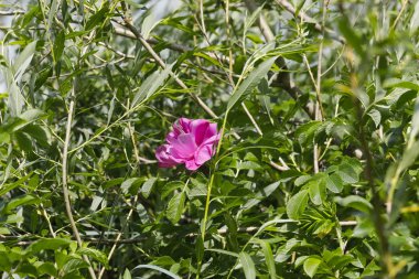 Kendi yaprakları arasında vahşi bir gül çiçek