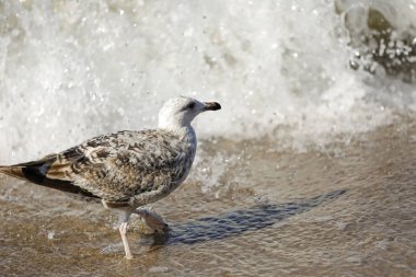Yalnız martı dalga deniz saldırı için bekliyor