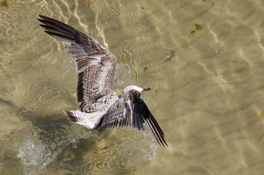 Yalnız martı Baltık Denizi sular üzerinde açılış