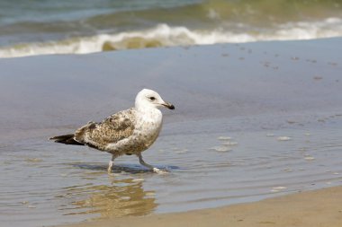 Bir martı deniz sahilde yalnız yürüme