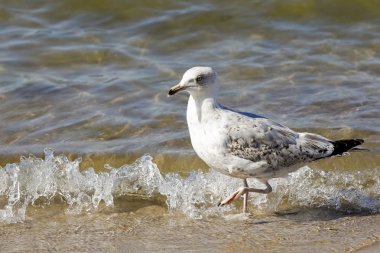 Bir martı dalga yürür