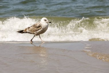 Dalga deniz ve martı yürüyüş sırasında