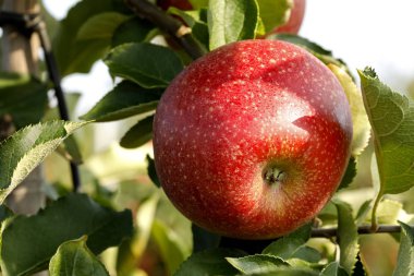 Bir ağaç üzerinde tek kırmızı elmalar