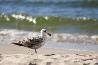 Baltık kıyıları bir martı tarafından ziyaret edildi