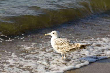 Ayakta ve bekleyen martı olduğunu