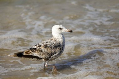 Yabani kuş sığ suda yürüyor