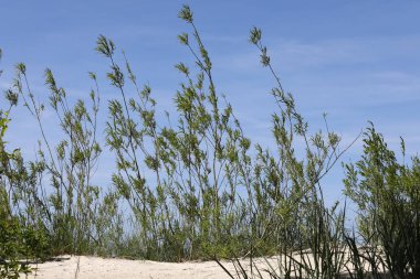 Kumlu Kıyı kumulları üzerinde yetişen yabani bitki örtüsü