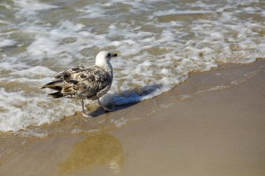Yabani su kuş harcıyor bir an deniz kıyısı