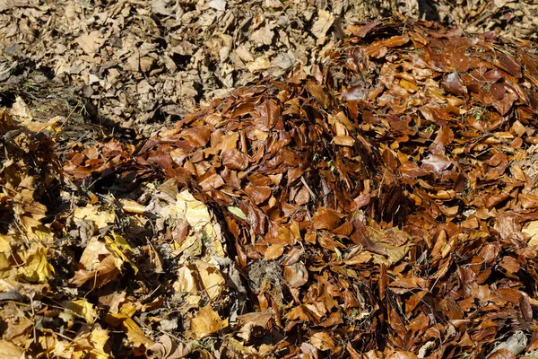 Куча листьев на земле — стоковое фото