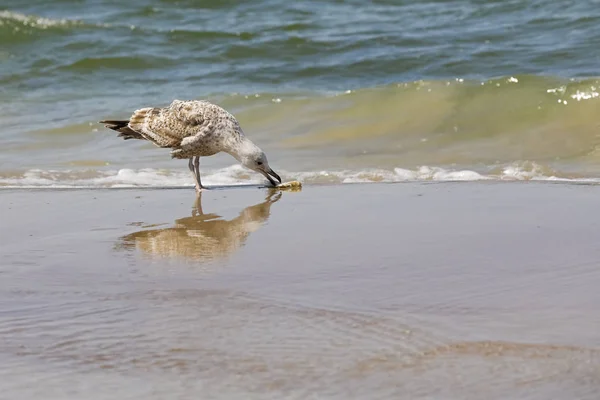 A seagull has found something on wet sand — Stock Photo, Image