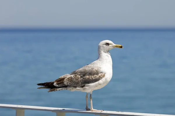 Un gabbiano si erge sul corrimano e osserva — Foto Stock