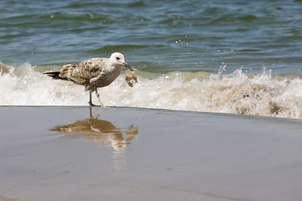 A seagull with something that is held in its beak — Stock Photo, Image