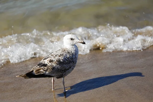 A seagull poses on the sea shore