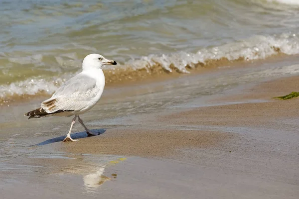 Ходячая чайка наблюдает за прибрежной зоной — стоковое фото