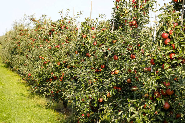 Яблочный сад прямо перед сбором урожая
