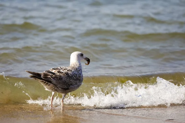 鳥はその弓に何かを保持しています。 — ストック写真