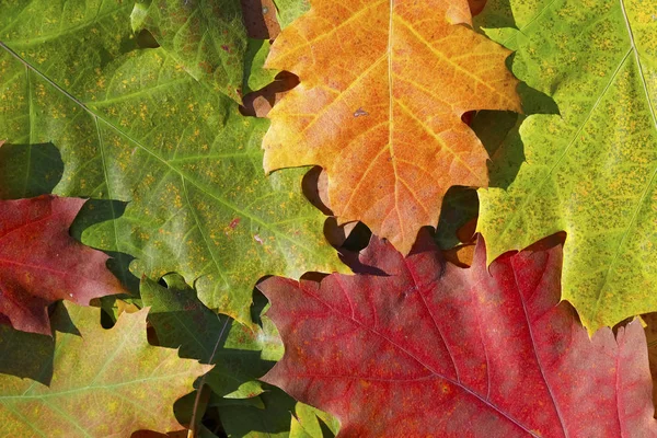 Colored leaves are a sign of autumn — Stock Photo, Image