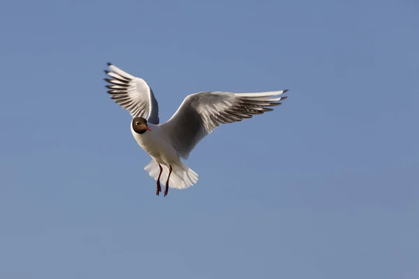 Μοναχικό άγριο πτηνό επιδιώκει τροφίμων — Φωτογραφία Αρχείου