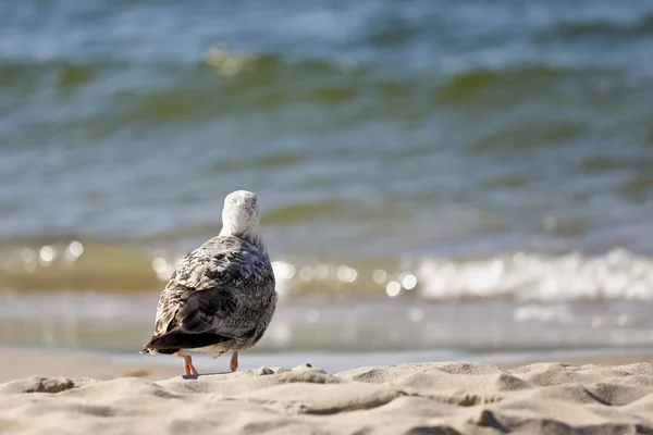 Lonely wild sea bird by the Baltic sea — Stock Photo, Image