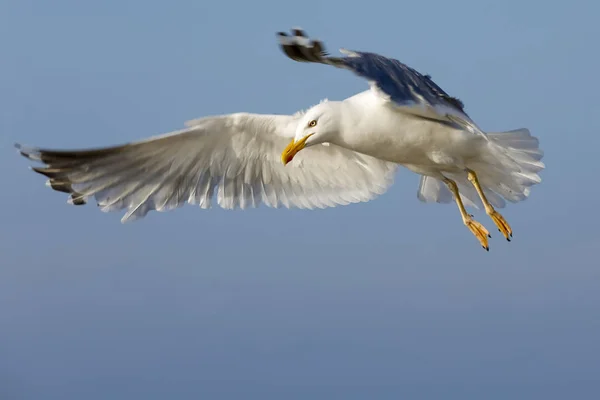 Volo di osservazione — Foto Stock