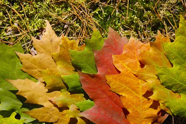 Folhas multicoloridas dispostas no chão — Fotografia de Stock