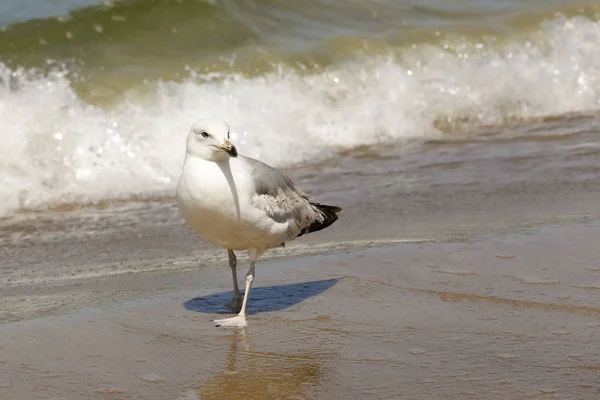 浜辺のカモメ — ストック写真