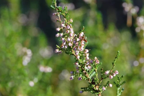 La ramita de brezo en su entorno natural —  Fotos de Stock