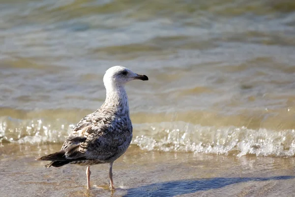 海鳥が海の海岸で停止しました。 — ストック写真