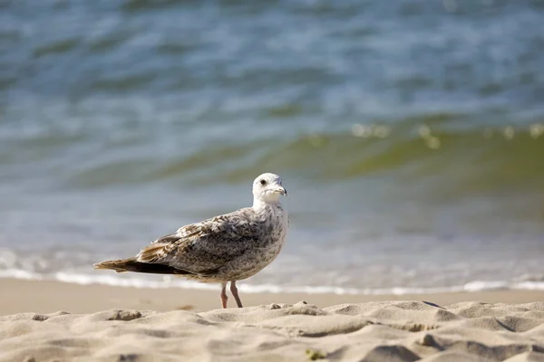 Il y a un oiseau d'eau sur la plage de sable — Photo