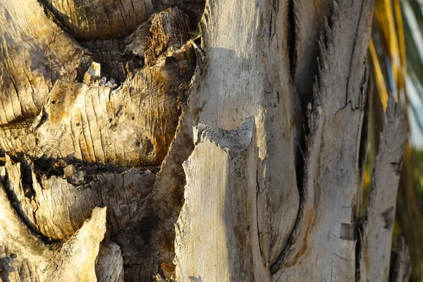 팜 나무 줄기의 섹션의 보기 — 스톡 사진
