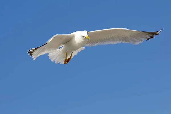 Pájaro salvaje en vuelo — Foto de Stock