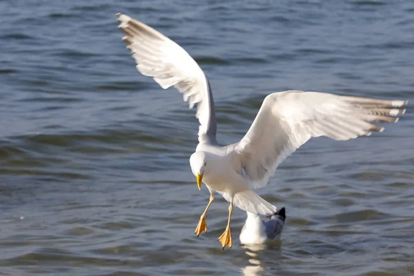 Άγριο πτηνό επιδιώκει τροφίμων στο θαλασσινό νερό — Φωτογραφία Αρχείου