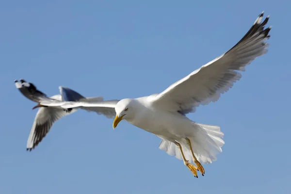 Vilda fåglar i farten letar mat — Stockfoto