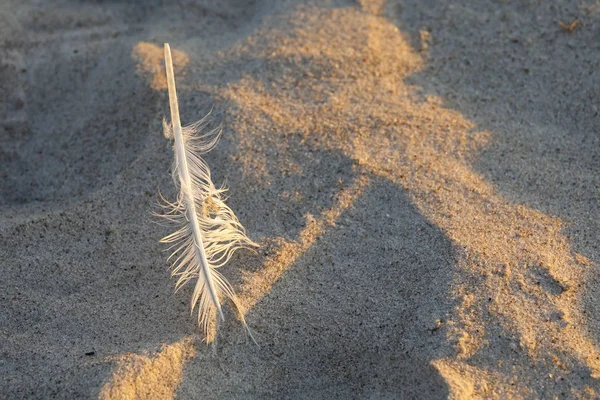 Bird feather left on sand Royalty Free Stock Photos